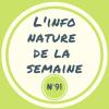 Bouleau blanc *Betula pendula roth*