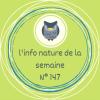 Le majestueux Hibou Grand-Duc 
