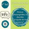 Affiche de l'info nature sur le Pholcus phalangioides