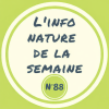 La Grande aigrette *Ardea alba*