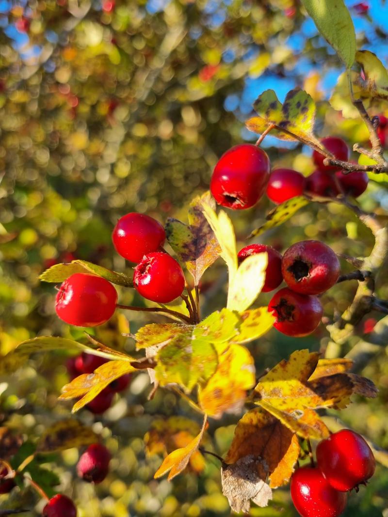 Aubépine monogyne Epine blanche *Crataegus monogyna*
