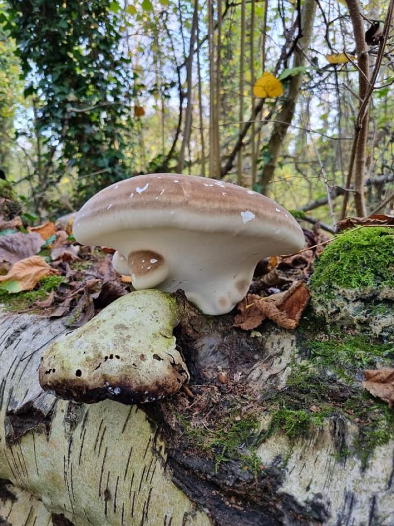 Polypore du bouleau *Piptoporus betulinus*
