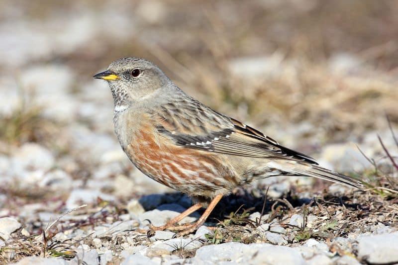 Accenteur alpin *Prunella collaris*