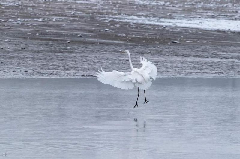 La Grande aigrette *Ardea alba*