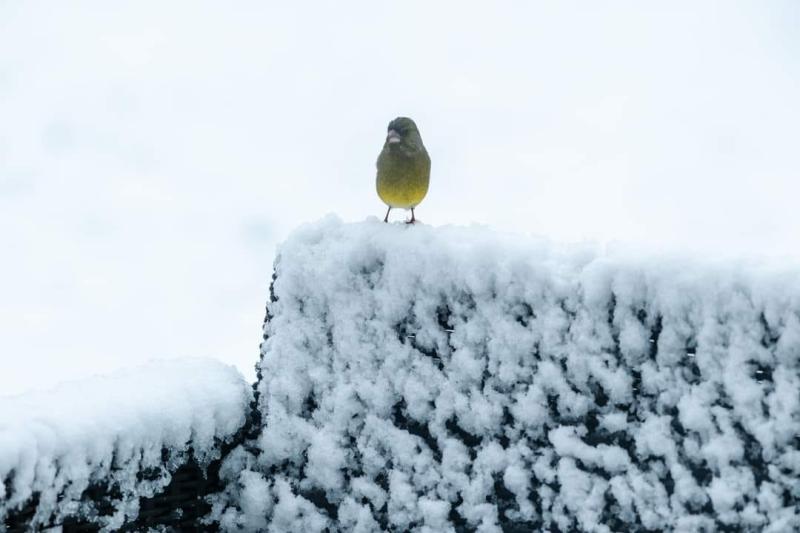 Verdier d'Europe *Carduelis chloris*
