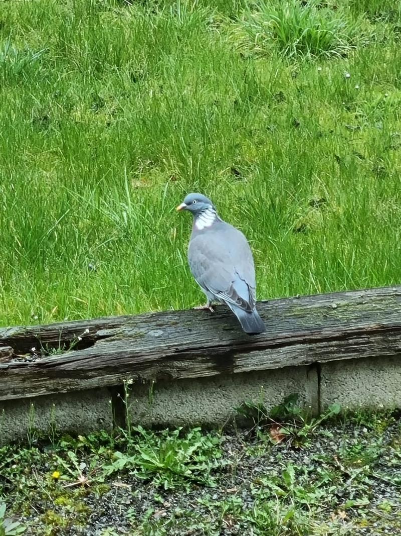 Pigeon ramier *Colomba palumbus*