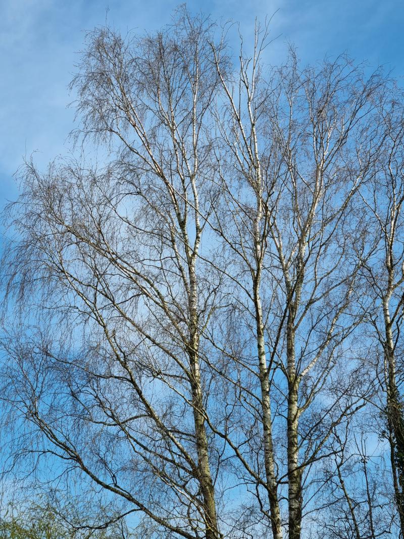Bouleau blanc *Betula pendula roth*
