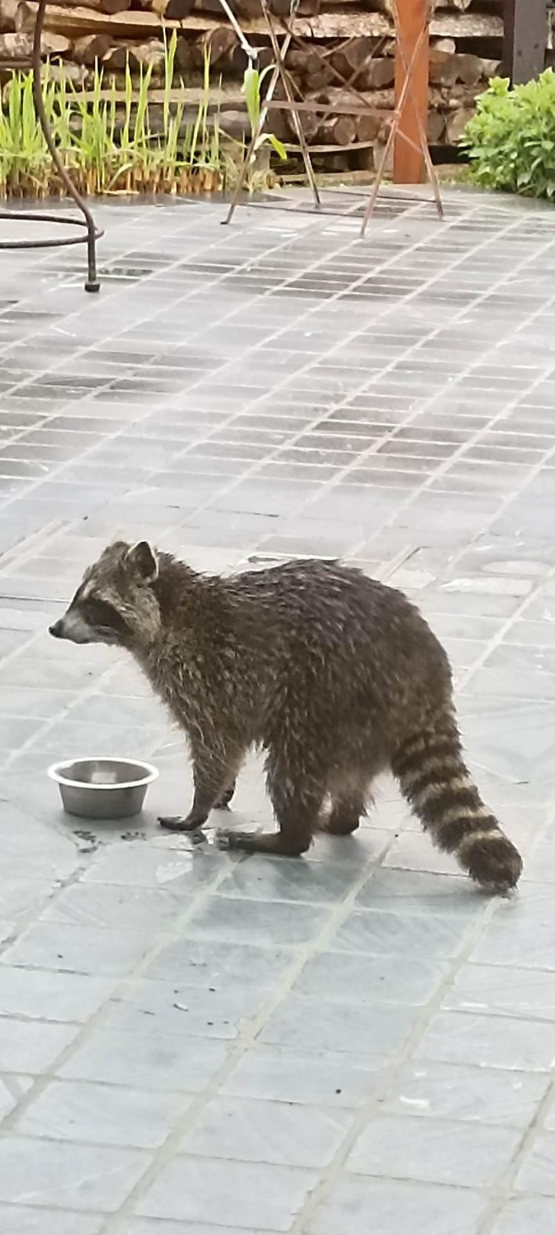 Raton laveur *Procyon lotor*