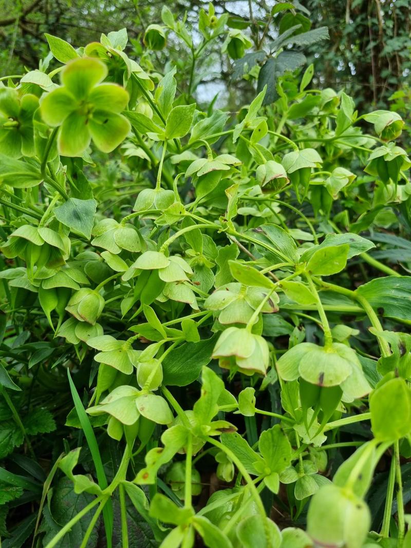 Hellébore fétide *Helleborus foetidus*