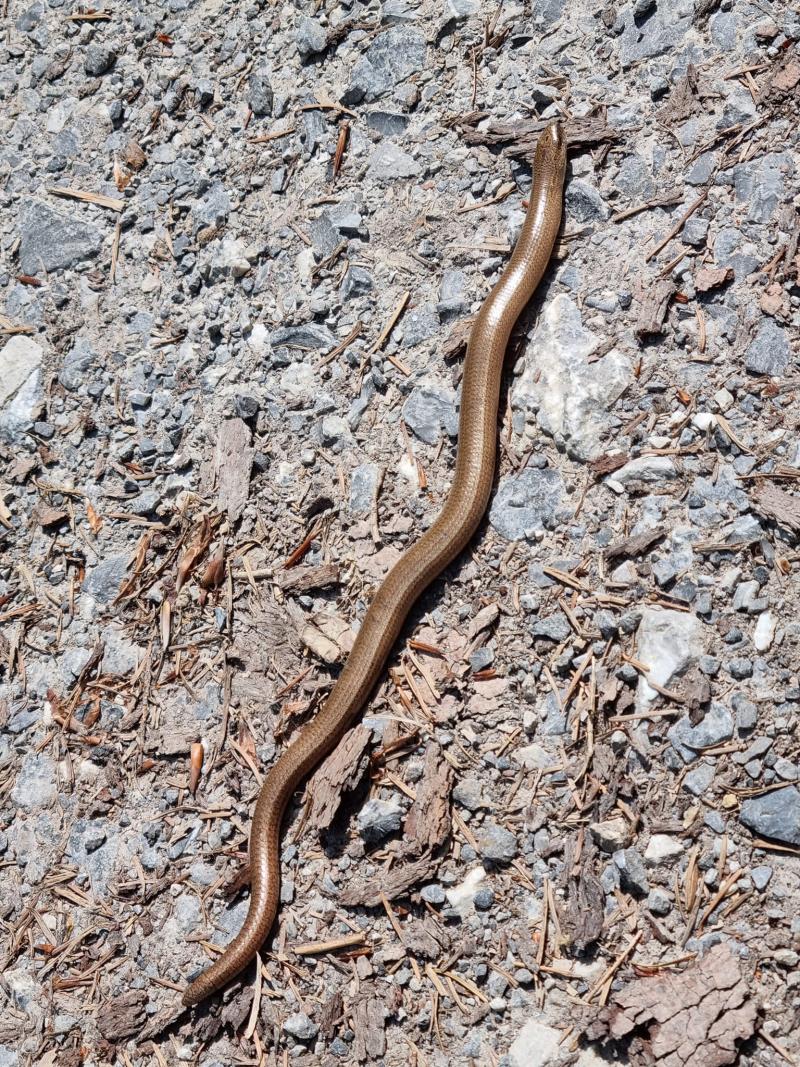Orvet *Anguis Fragilis*