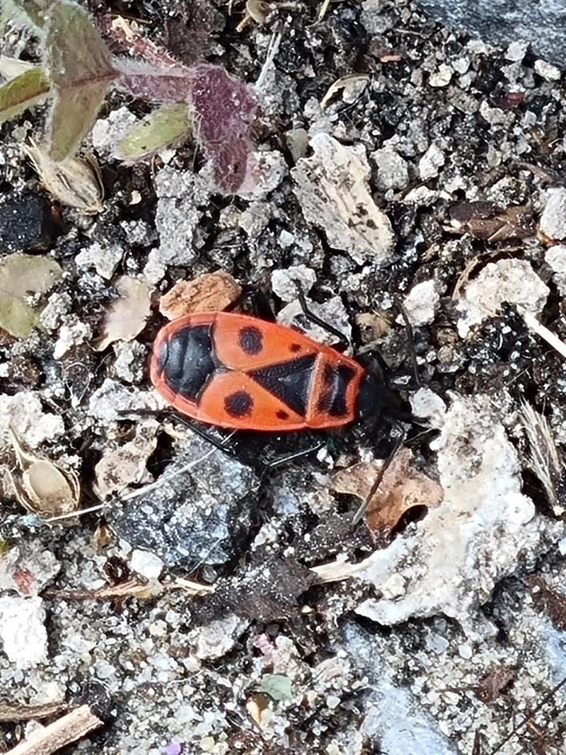 Le Gendarme *Pyrrhocoris apterus*
