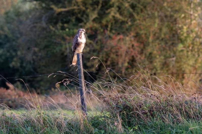 La Buse variable Buteo buteo