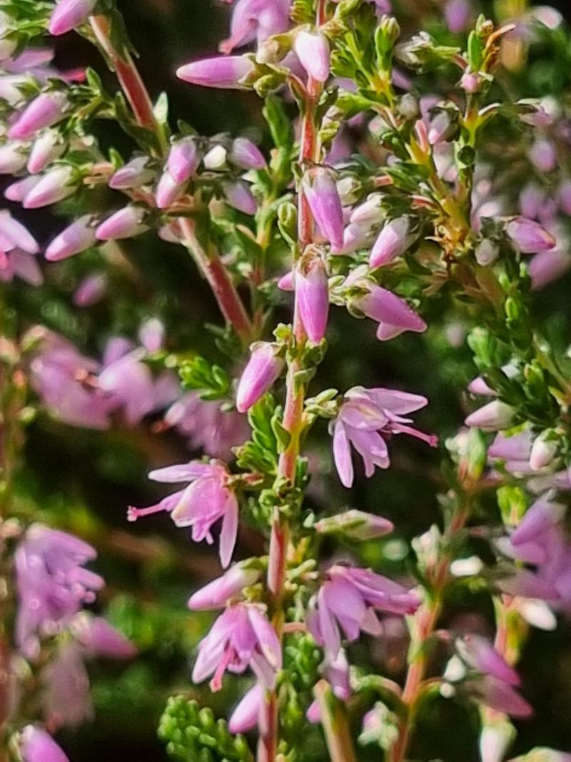 Calune Caluna vulgaris