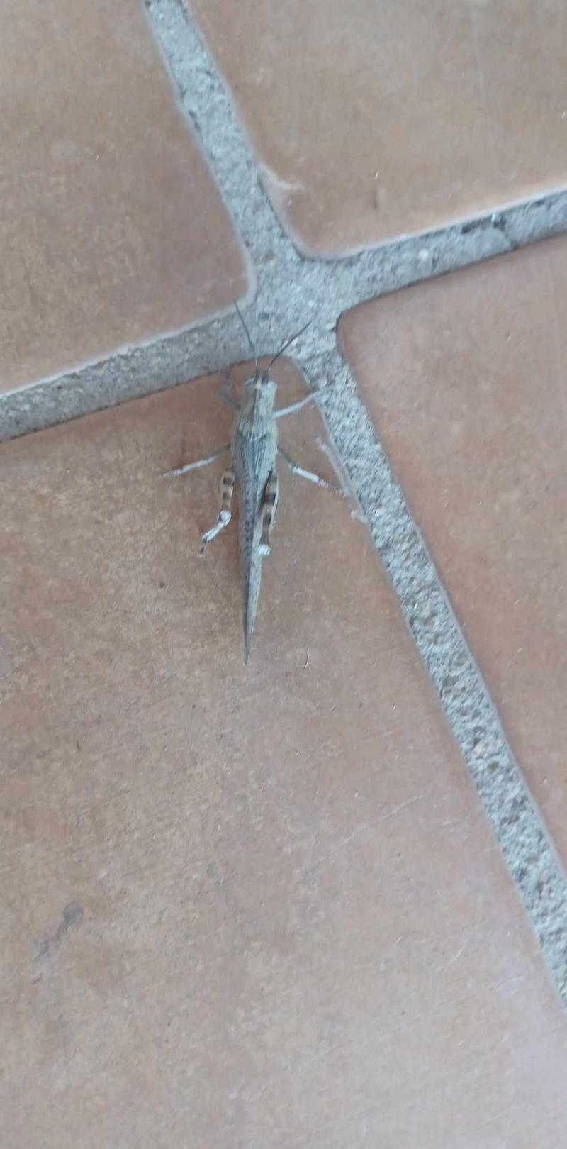Criquet Egyptien Anacridium aegyptium