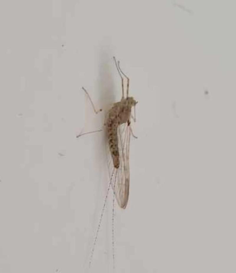 Ephémère Cloeon dipterum