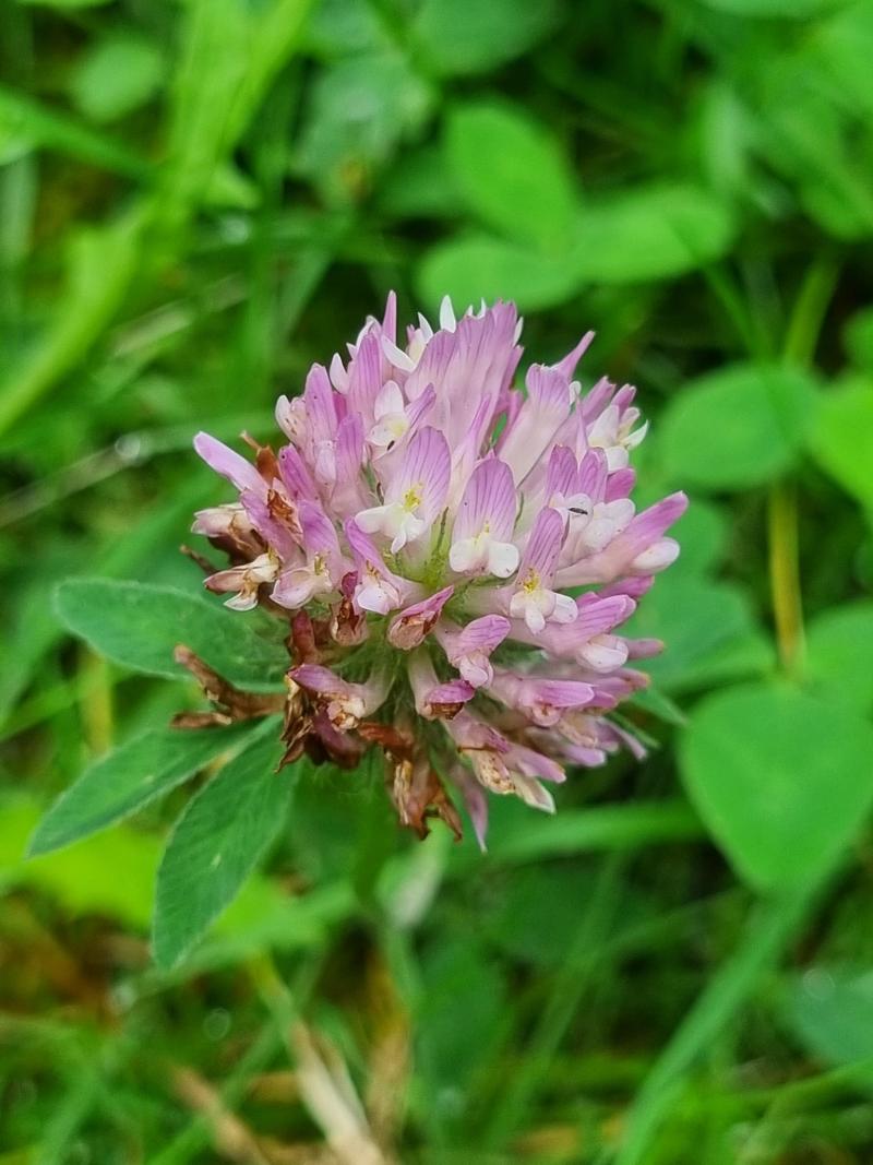 Le Trèfle des prés Trifolium pratense