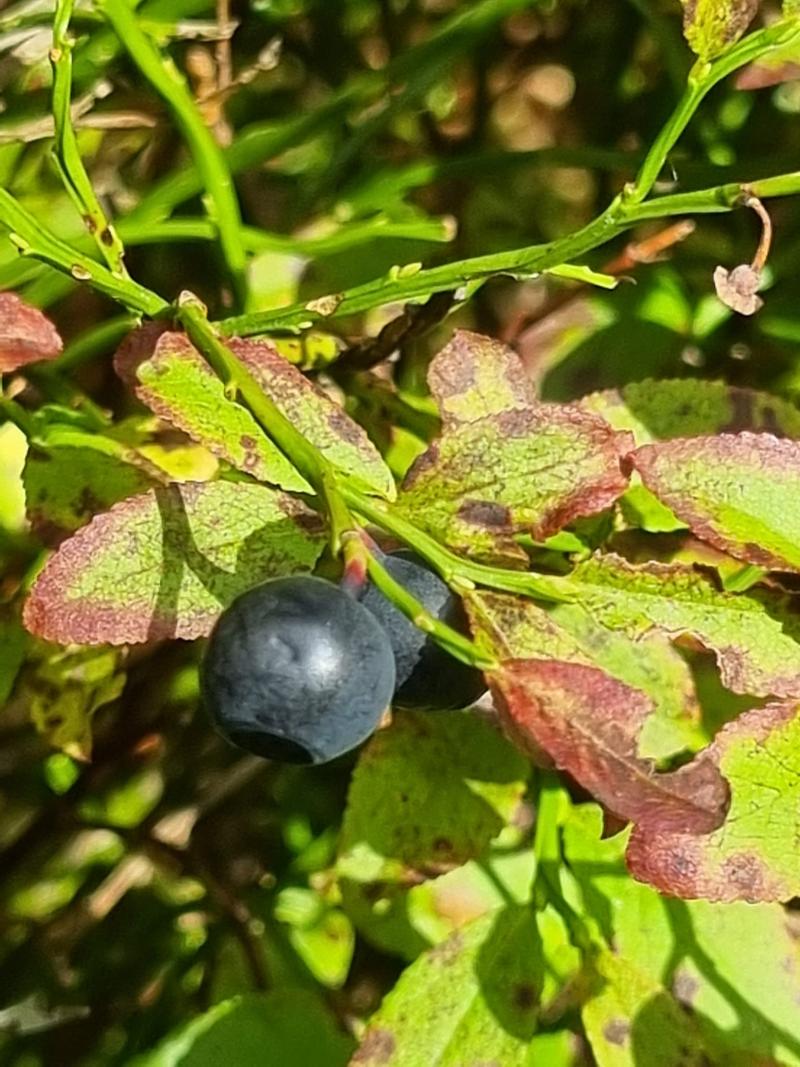 Myrtille commune Vaccinium Myrtillus