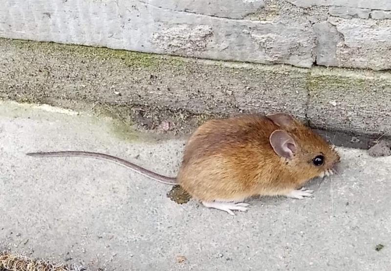 Mulot sylvestre Apodemus sylvaticus