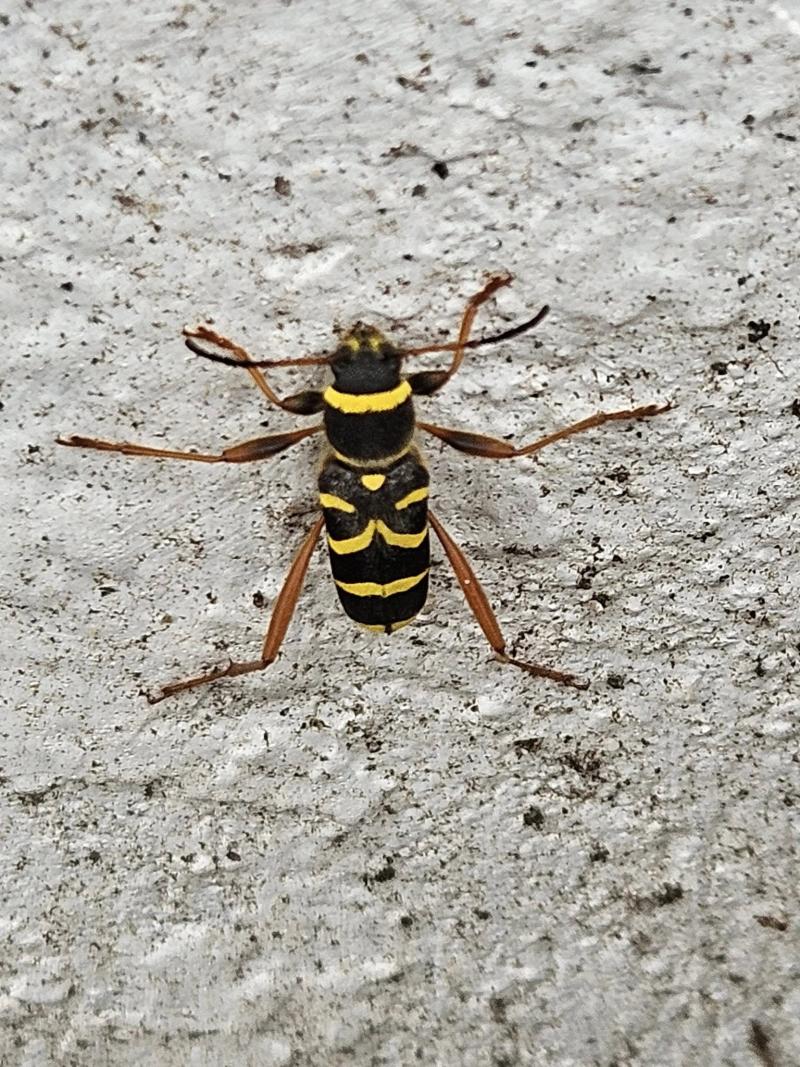 Clyte bélier Clytus arietis