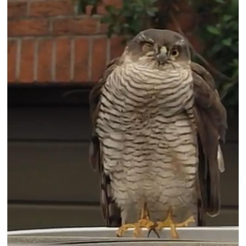 Epervier d'Europe Accipiter nisus