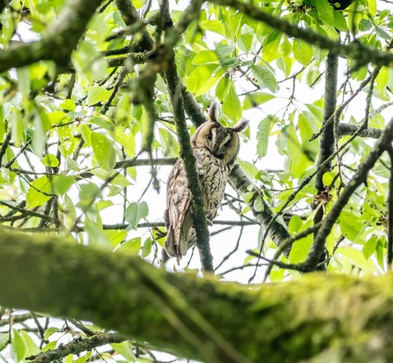 Hibou Moyen duc Asio otus