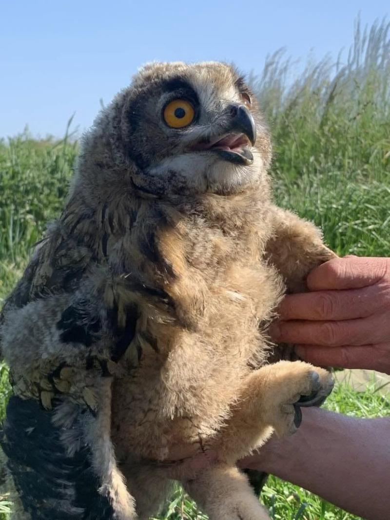 Le Hibou grand-duc Bubo bubo