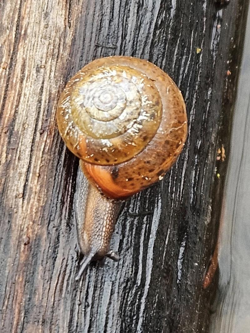 Moine des bois Helix pomatia