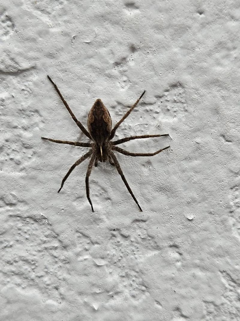 Pisaure admirable Pisaura mirabilis