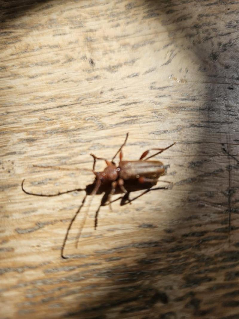 Longicorne variable Leptura rubra