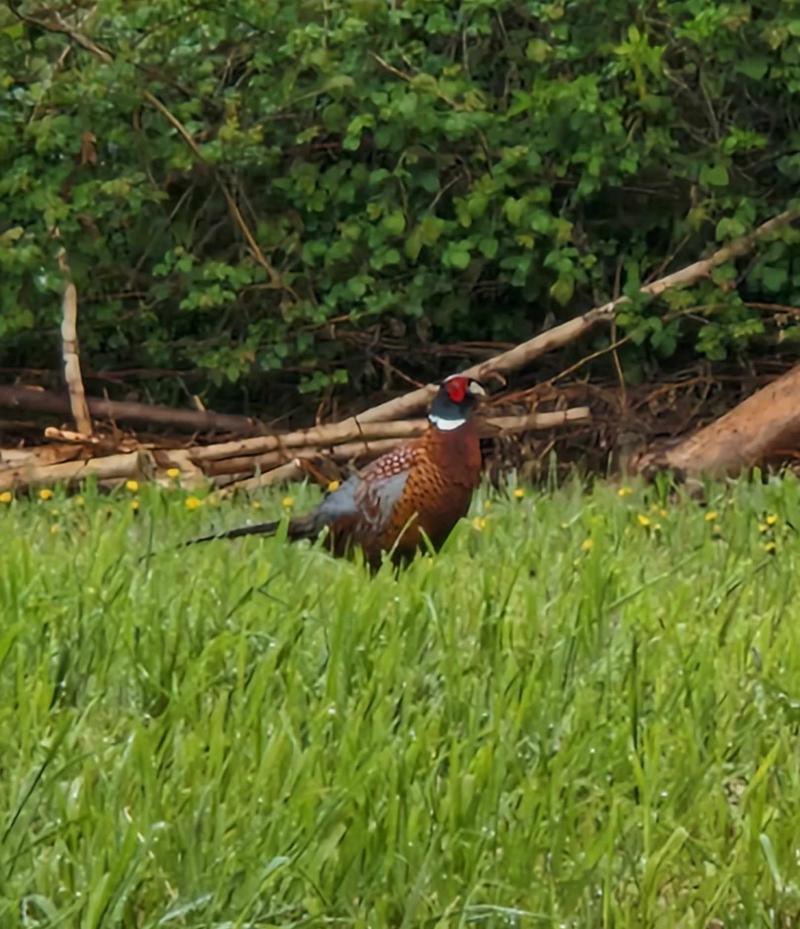 Faisan Phasianus colchicus