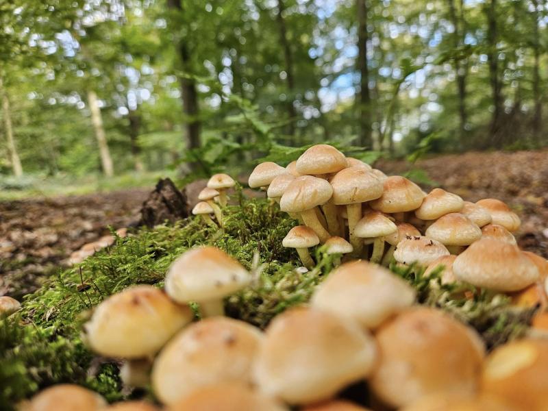 Hypholome en touffes (Hypholoma fasciculare)