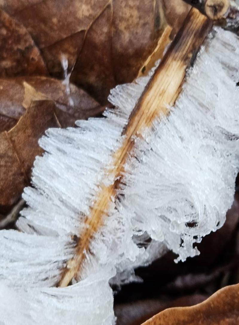 Exidiopsis effusa  responsable d’un phénomène rare et magnifique : les cheveux de glace.