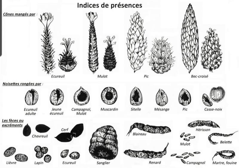 Les indices de présence de certains animaux