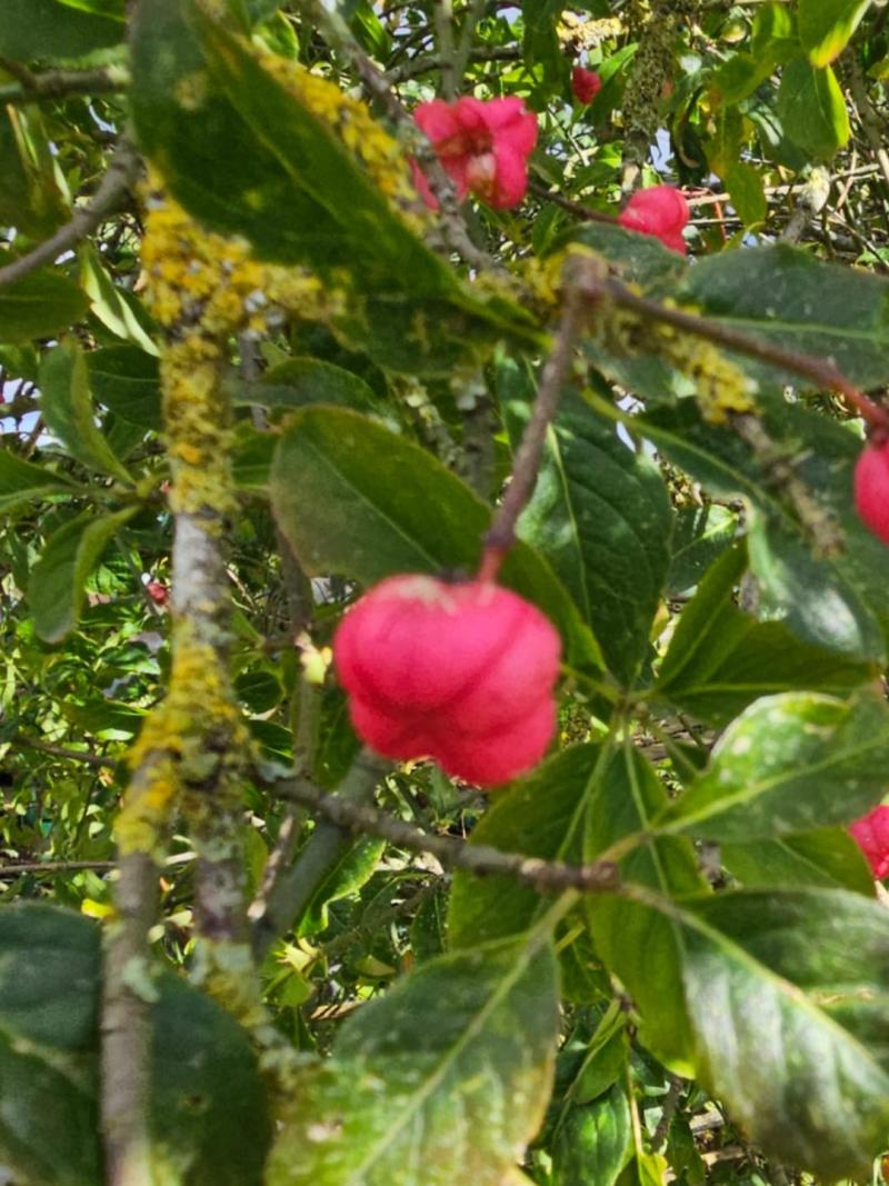 Le Fusain d'Europe Euonymus europaeus