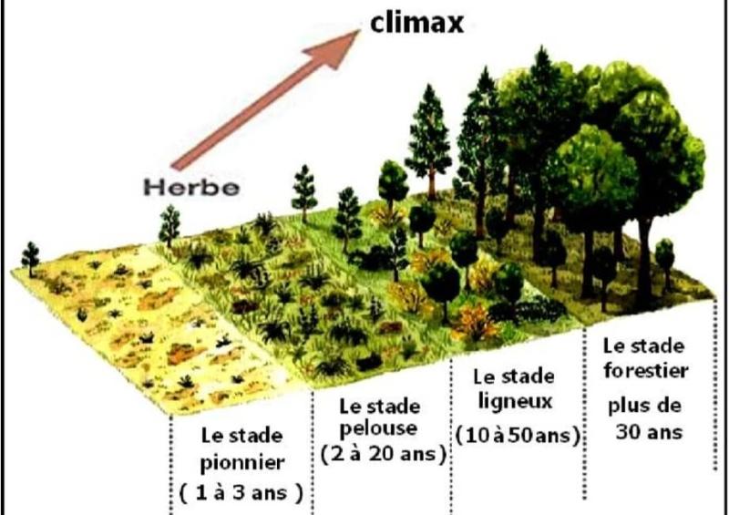 La succession écologique
