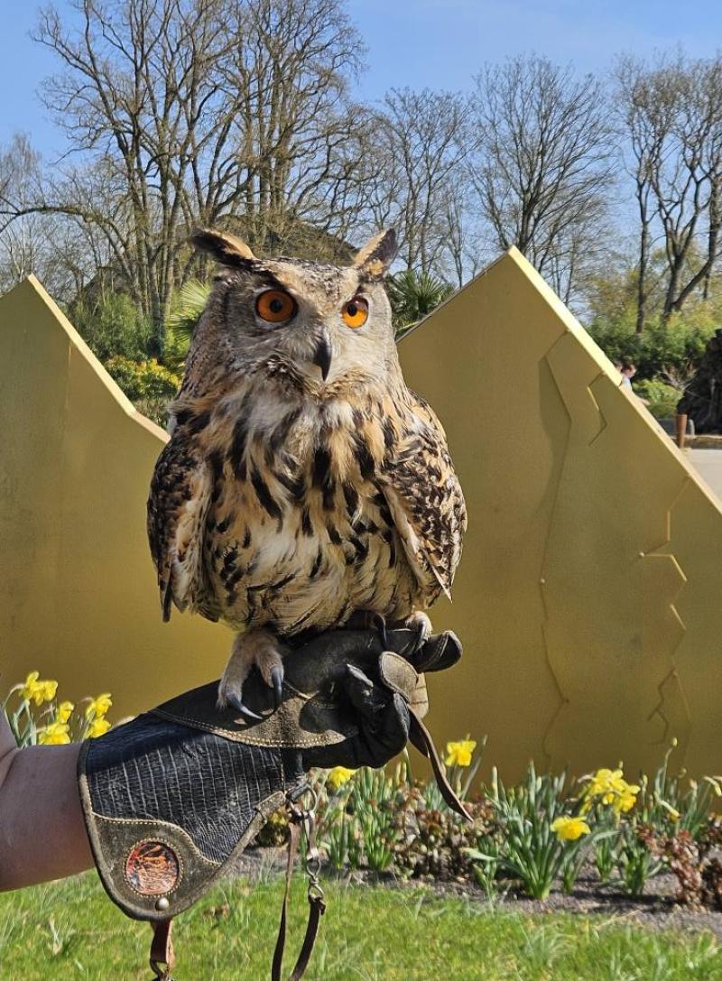 Le majestueux Hibou Grand-Duc 