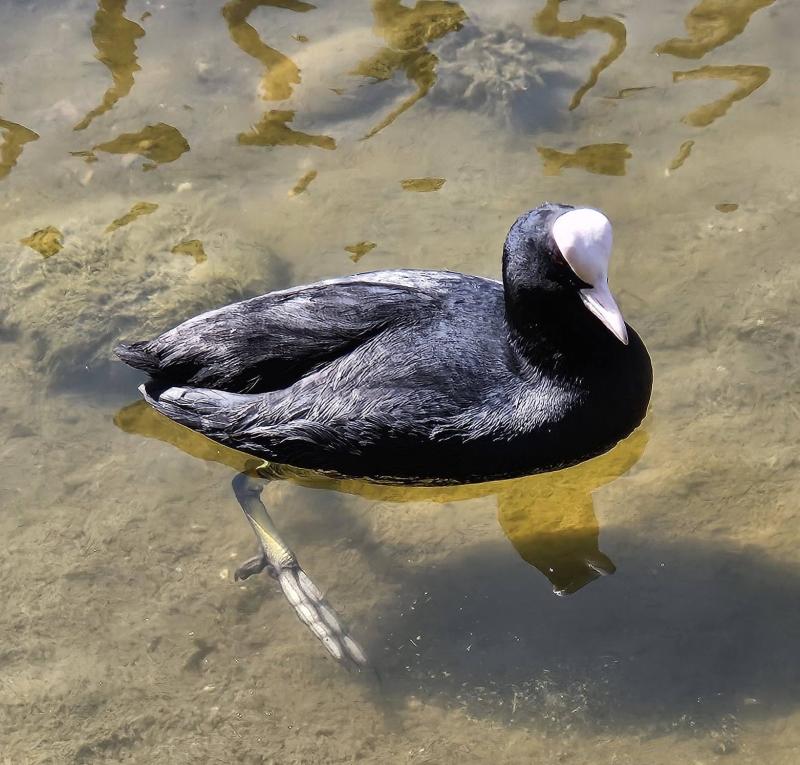 La Foulque macroule, l'oiseau aux grands pieds !