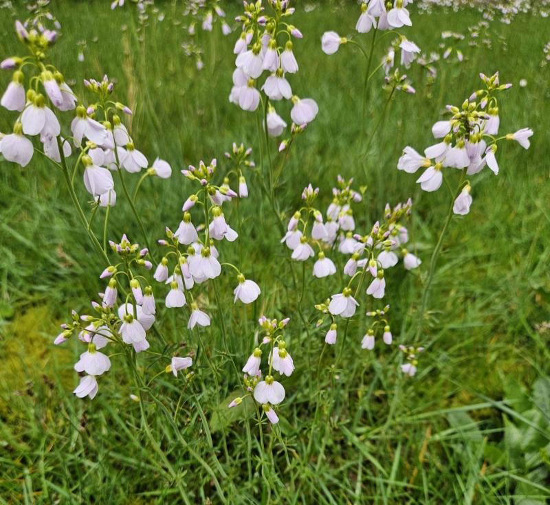 Photographie La cardamine des prés 
