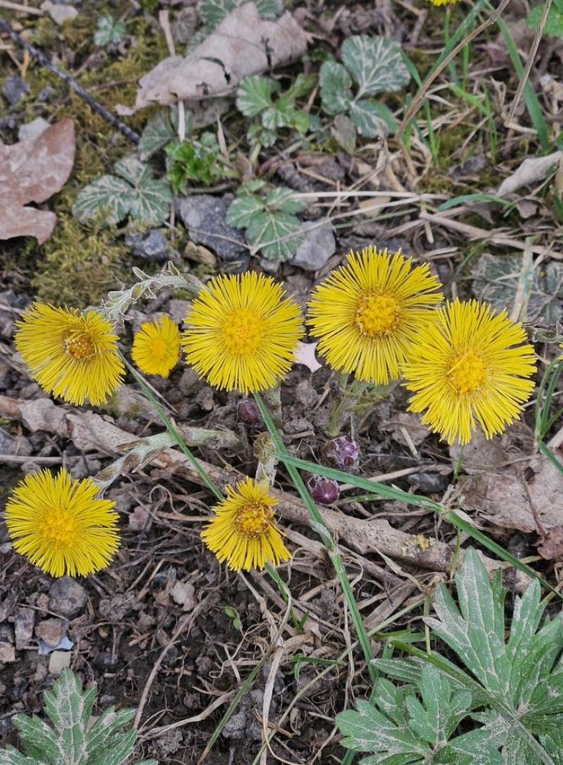 Le Tussilage, une fleur annonciatrice du printemps ! 