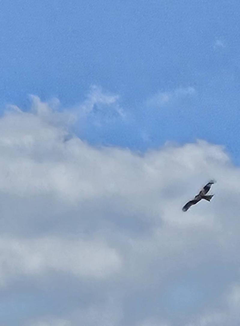 Photographie Le Milan royal, maître du ciel 