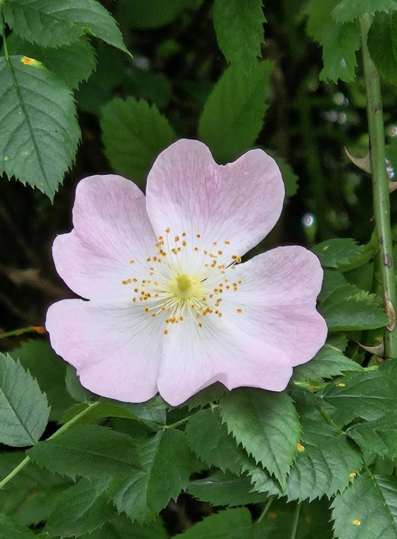 Photographie L’Églantier commun, la rose sauvage aux mille secrets 