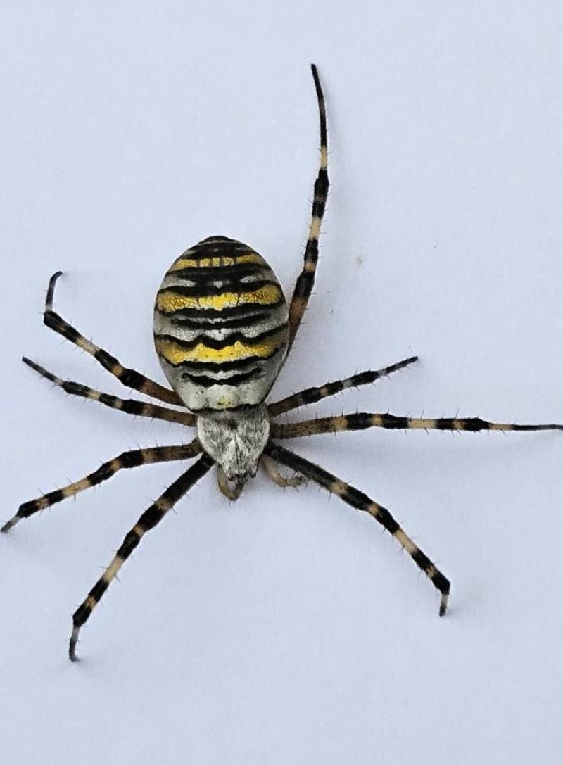 Photographie L’Argiope fasciée, la célèbre « araignée frelon » 