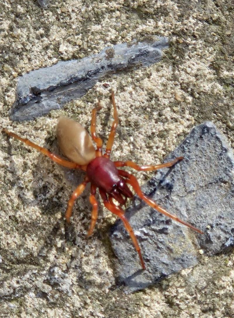 Photographie Dysdera sp., la redoutable chasseuse de cloportes !