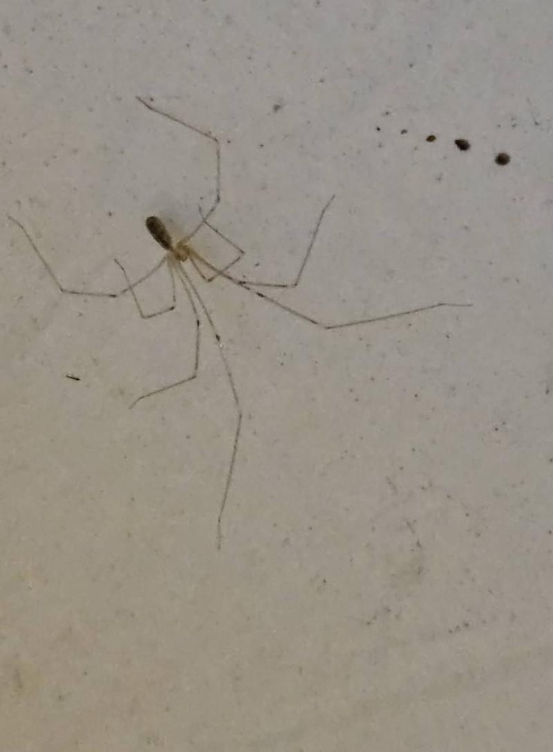 Photographie du Pholcus phalangioides