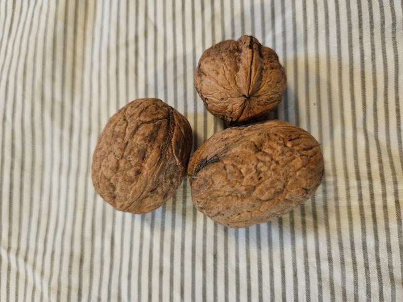 Photographie de la Noix
