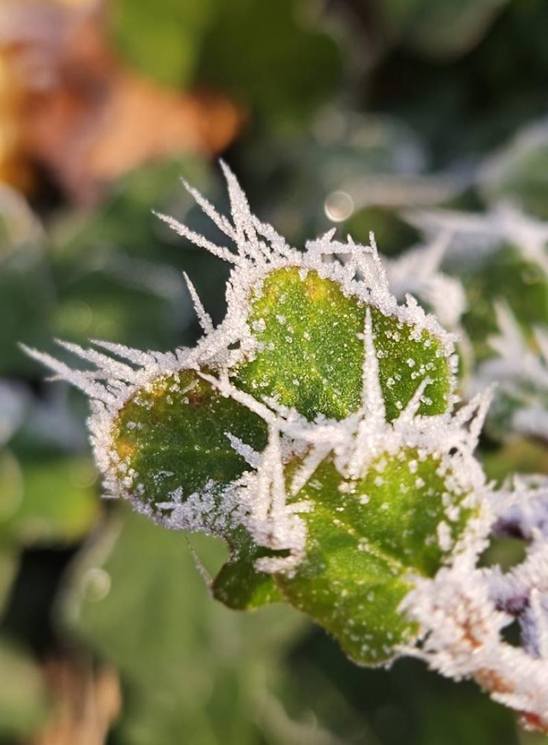 Photographie d'une plante gelée