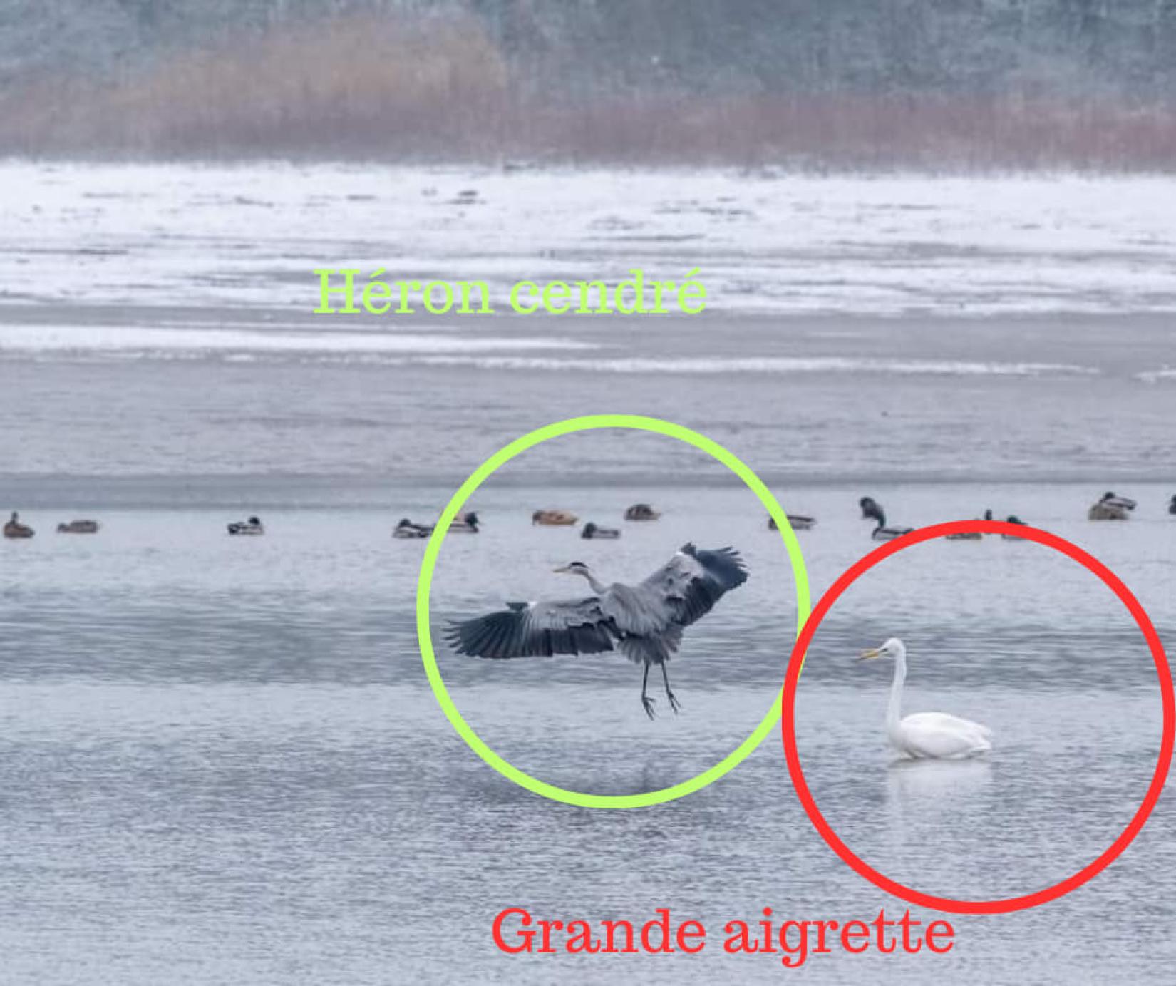 Le Héron cendré *Ardrea cinerea*
