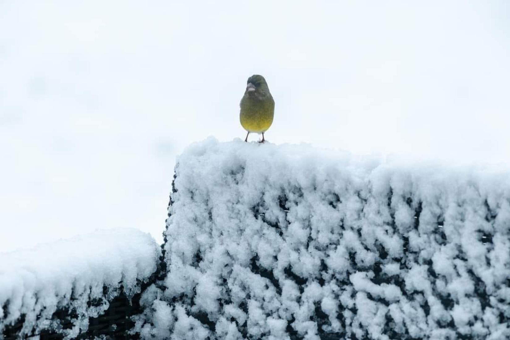 Verdier d'Europe *Carduelis chloris*