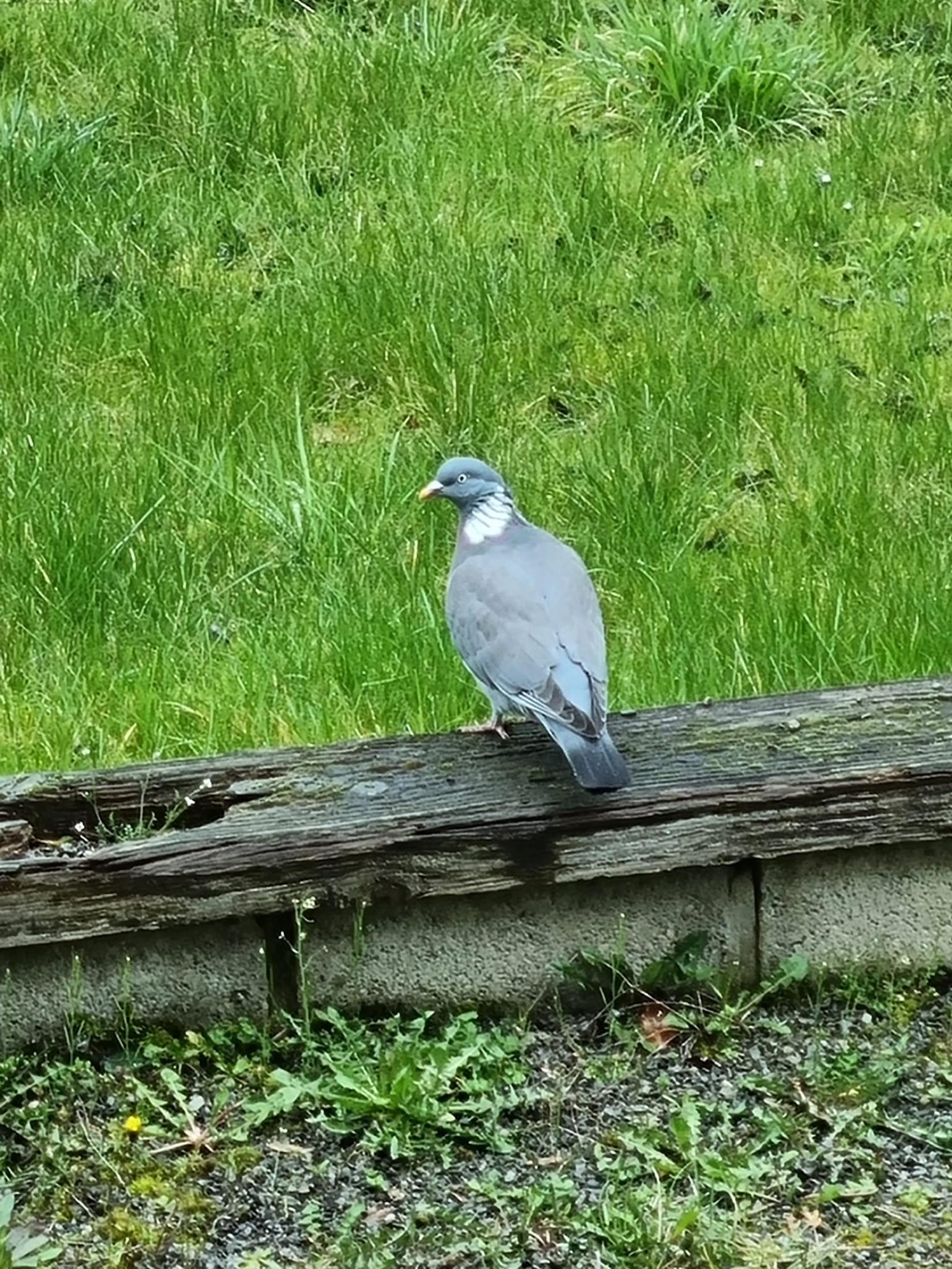 Pigeon ramier *Colomba palumbus*