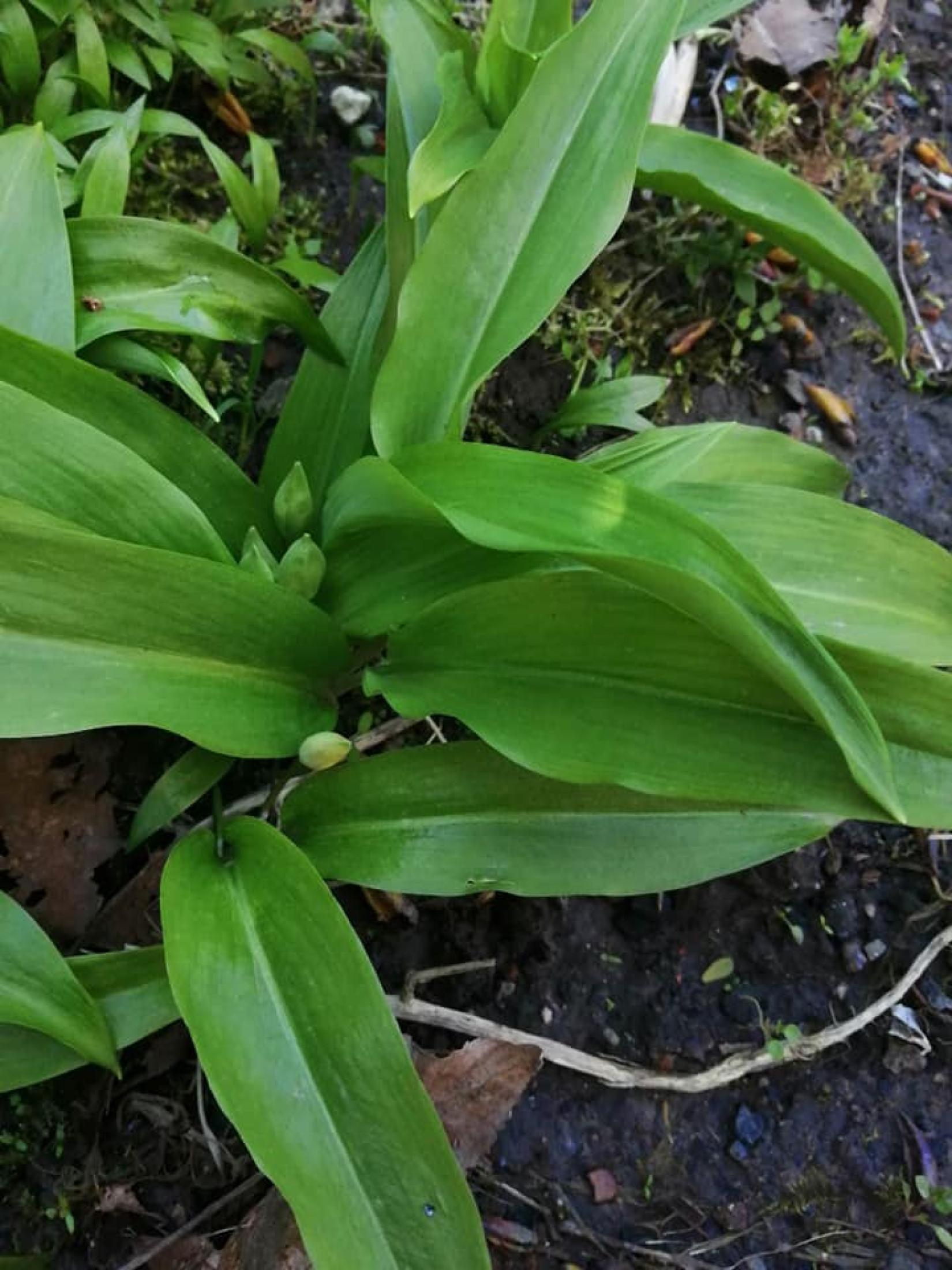 Ail des ours *Allium ursinum*